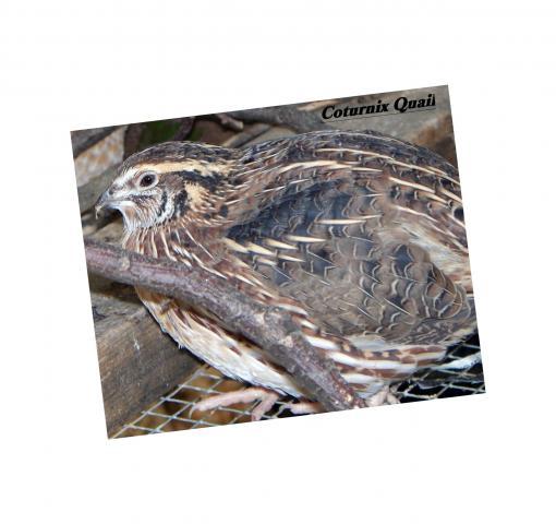 43379_coturnix_quail.jpg