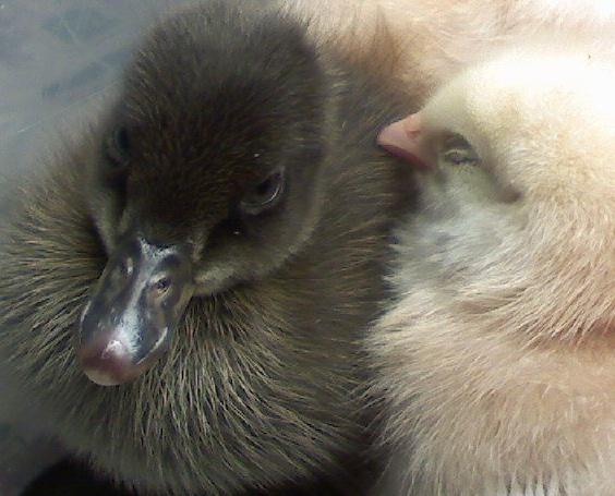 43379_duckling_and_chick.jpg