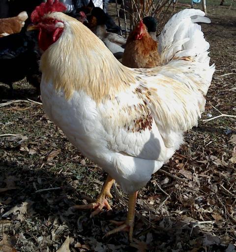 43379_golden_comet_rooster.jpg