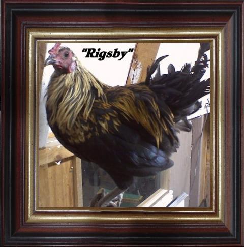 43379_rigsby_side_framed.jpg