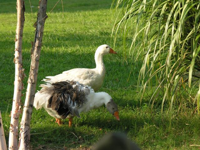 43389_dscn6545.jpg