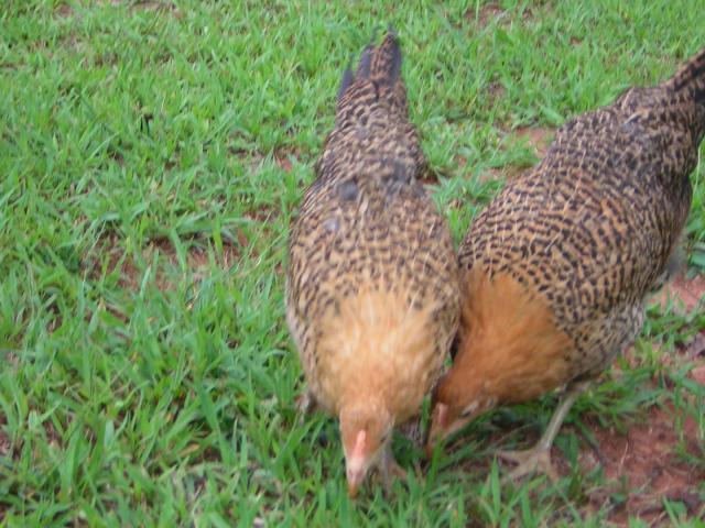 43442_dscn4135.jpg