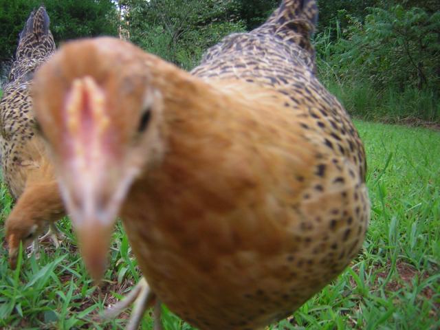 43442_dscn4142.jpg