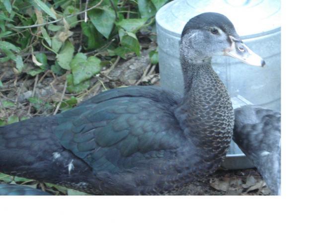 43459_beauty_duck_june_11.jpg