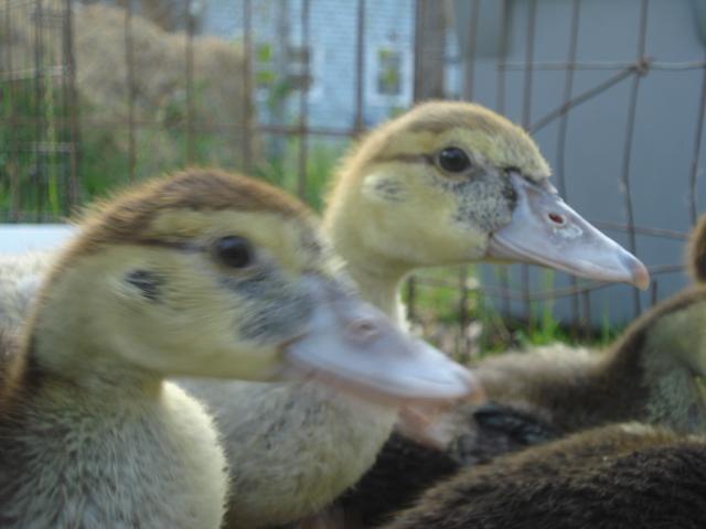 43459_dsc01053.jpg