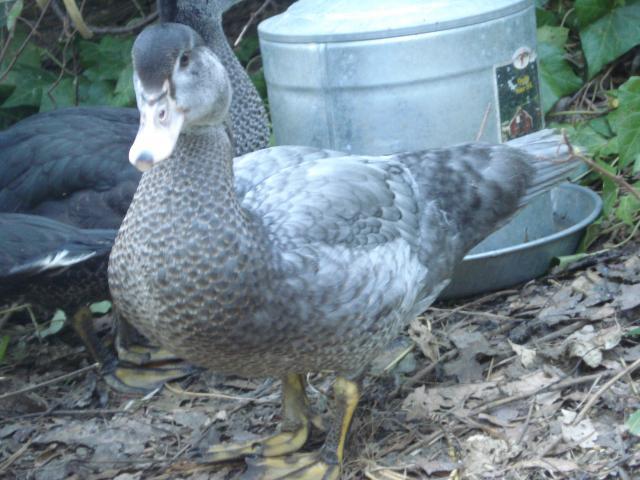 43459_dsc01093.jpg