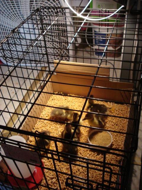 43459_ducklings_setup.jpg