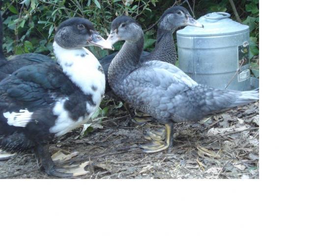 43459_three_ducks.jpg