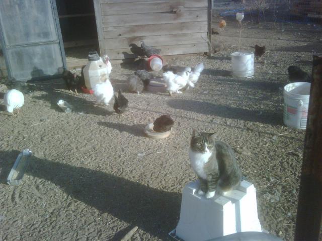 43473_dory_with_the_chicks.jpg