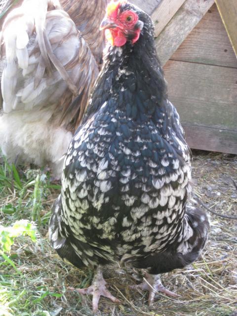 43481_orpington_bantams_172.jpg