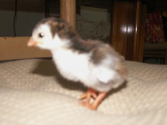 43560_chicken_pics2_026.jpg