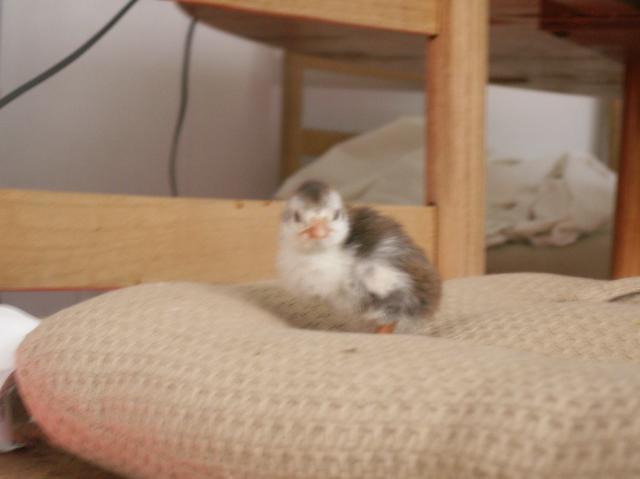 43560_chicken_pics2_032.jpg