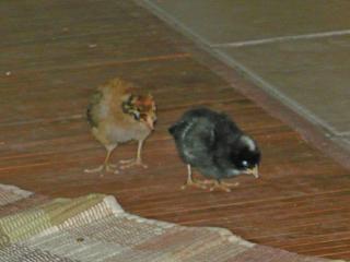 43564_chickens.jpg