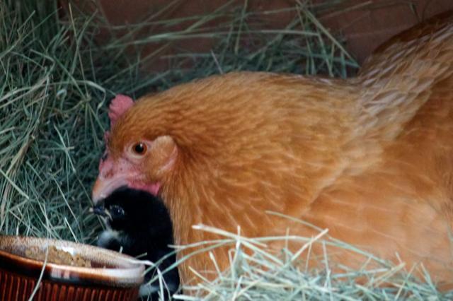 43622_first_with_chick_4-5-2011.jpg