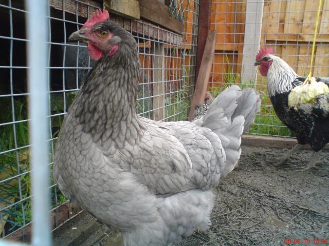 43667_dsc00412.jpg