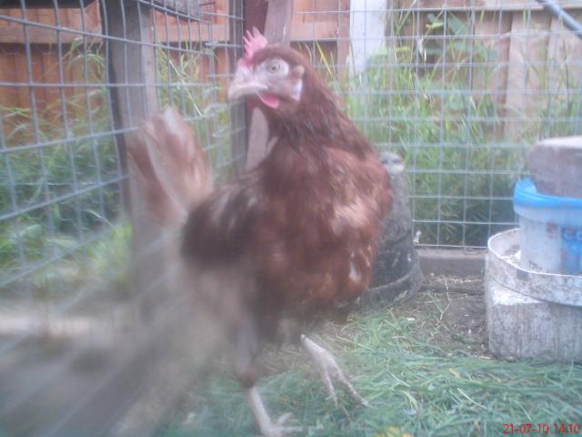 43667_dsc00448.jpg