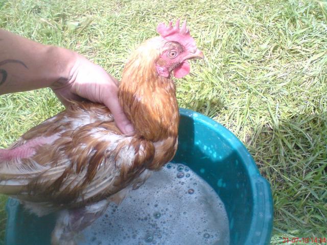 43667_dsc00452.jpg