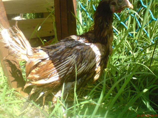43667_dsc00454.jpg
