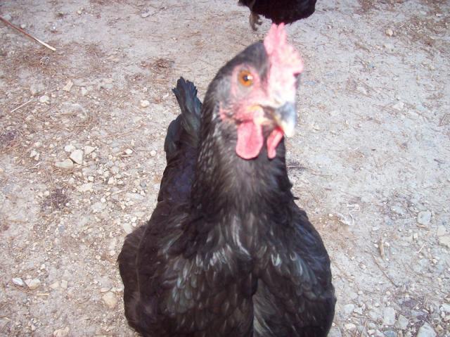43691_black_2.jpg