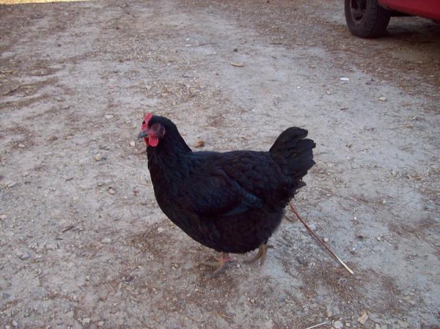 43691_black_3.jpg