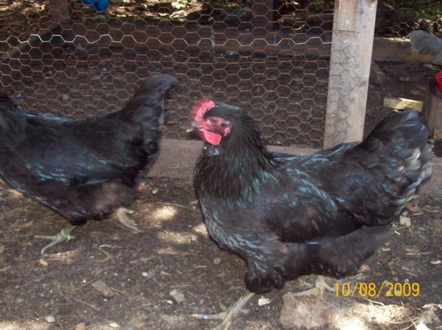 43691_black_p.jpg