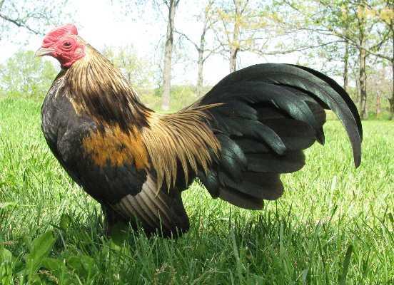 43691_brassybackcockerel.jpg