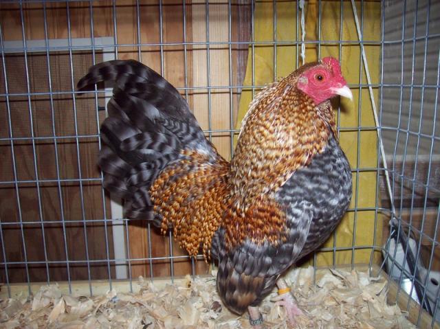 43691_crele_cock_3.jpg