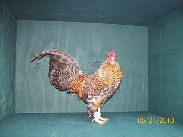 43691_crele_cockerel.jpg