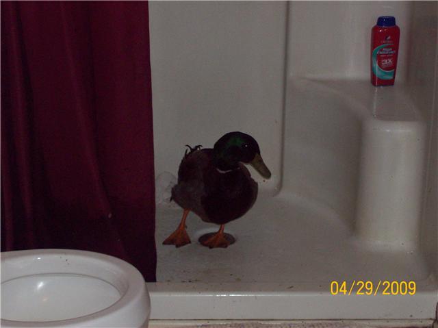 43691_duck_in_shower.jpg