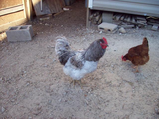 43691_jersey_roo.jpg