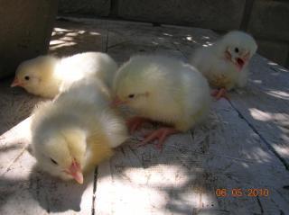 43696_trader_joes_chicks.jpg