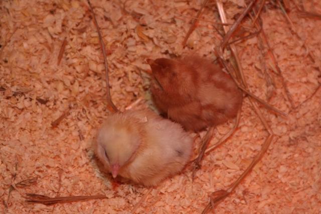 43701_chick1and2.jpg