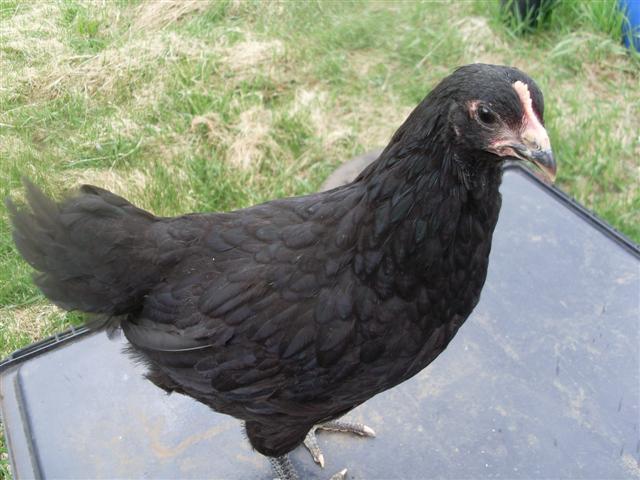 43709_aussie_1_002_small.jpg