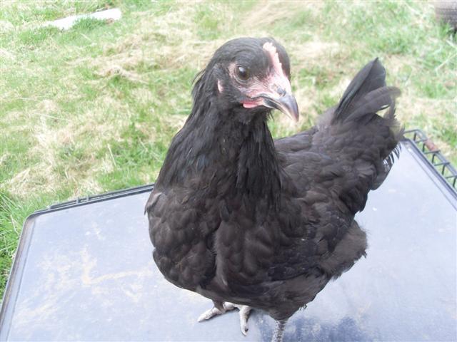 43709_aussie_2_001_small.jpg
