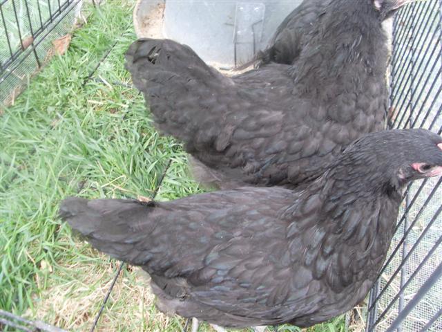 43709_rooster_005_small.jpg