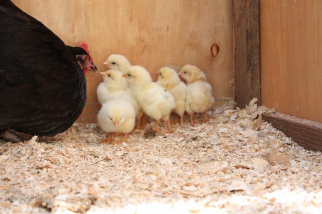 43725_momma_n_chicks_01.jpg