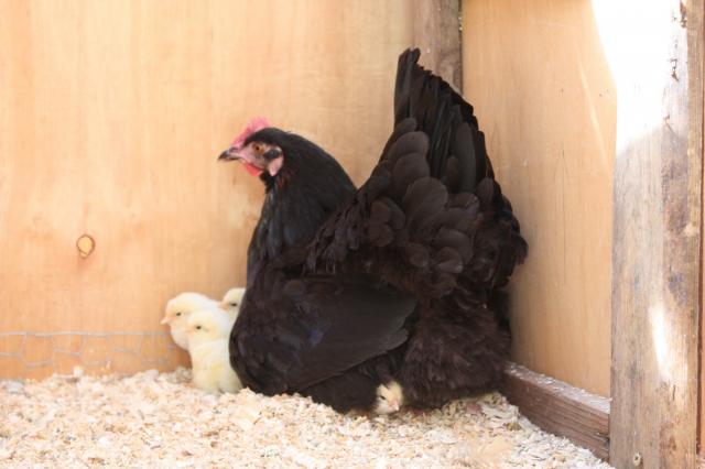 43725_momma_n_chicks_03.jpg