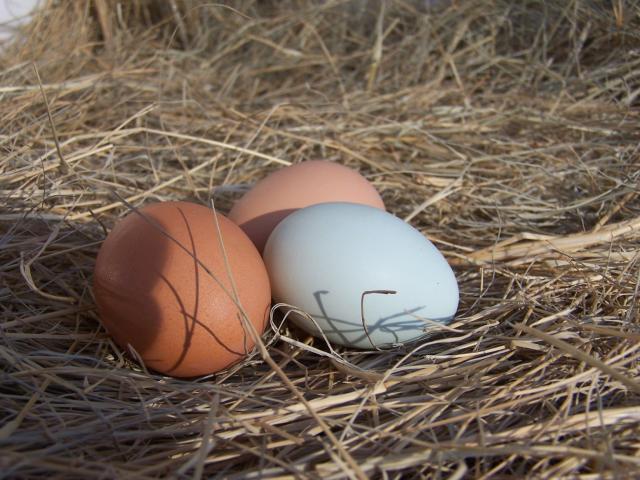 43737_tinted_egg.jpg