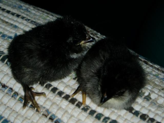 43761_b_ameraucanas-1_day_005.jpg