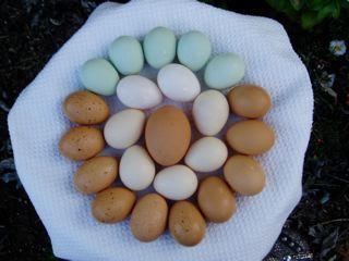 43761_eggs-01.jpg