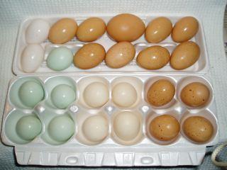 43761_eggs-06.jpg