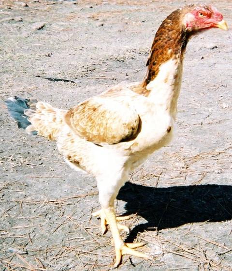 43761_malay_game_fowl_hen.jpg