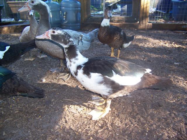43796_muscovy10-11_008.jpg