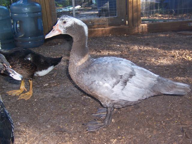 43796_muscovy10-11_011.jpg