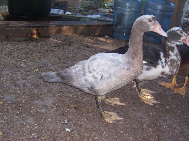 43796_muscovy10-11_012.jpg