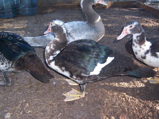 43796_muscovy10-11_016.jpg