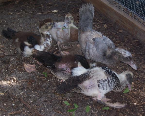 43796_muscovy2_002.jpg