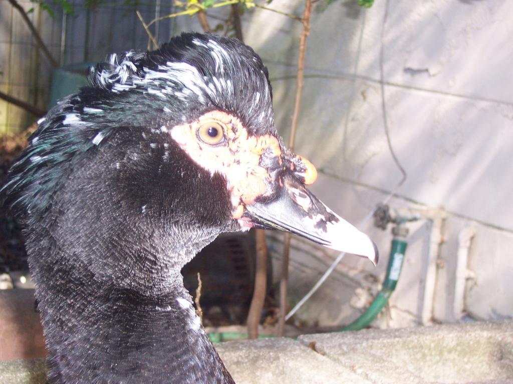 43796_muscovy_pair_001.jpg