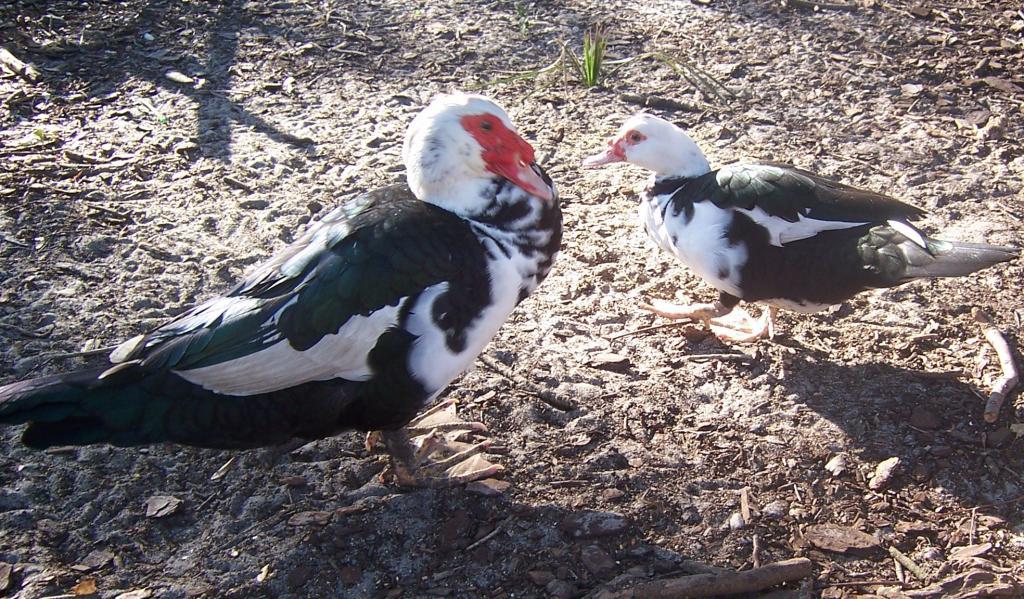 43796_muscovy_pair_002.jpg