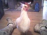 43829_43829_hen1.jpg